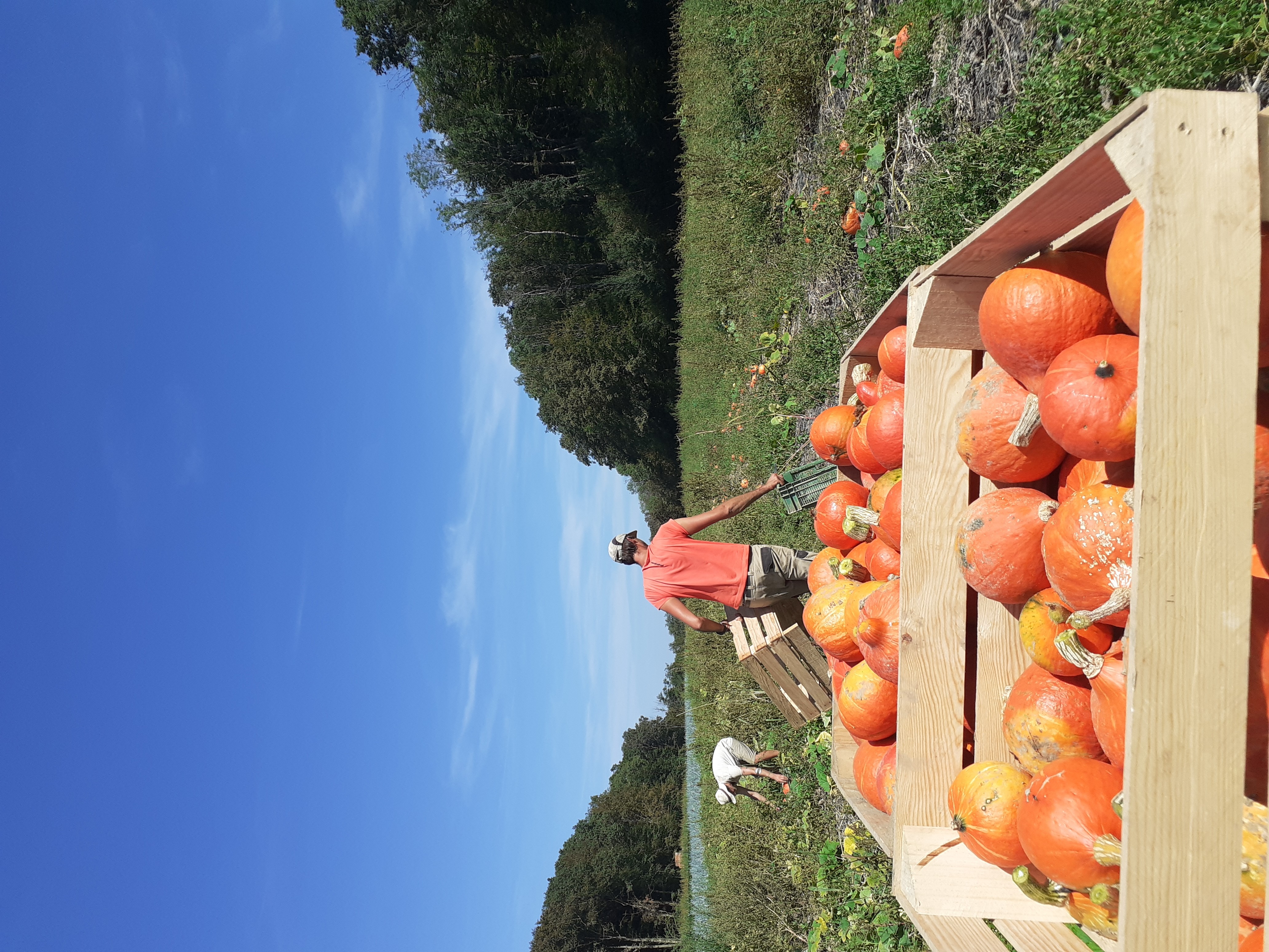 tunnel tomate